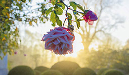 Château de PESSELIERES - Benoit de CHOULOT - Arborescence - Le parc et les fleurs