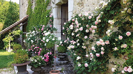 Maison forte de MOLLAROND - Benoit de CHOULOT - Arborescence - fleur et jardin