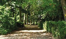 Château de VEUILLIN - Benoit de CHOULOT - Arborescence - Parc et jardin